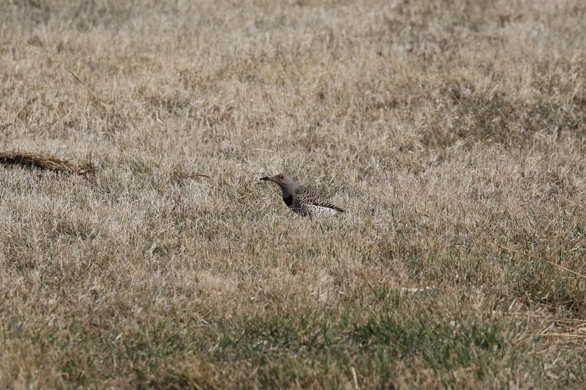 Northern Flicker (Red-shafted) - ML634138491