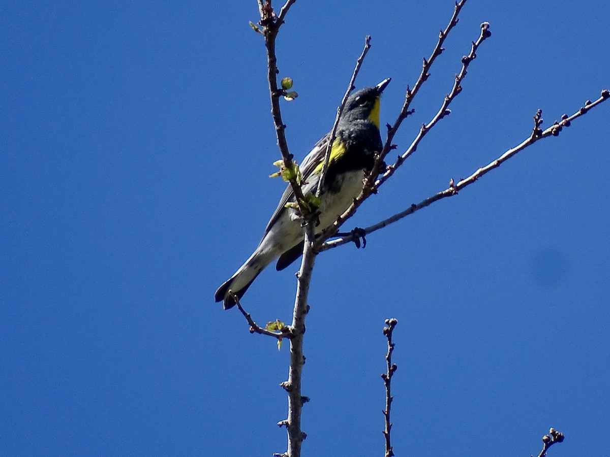 Kronenwaldsänger - ML634138499