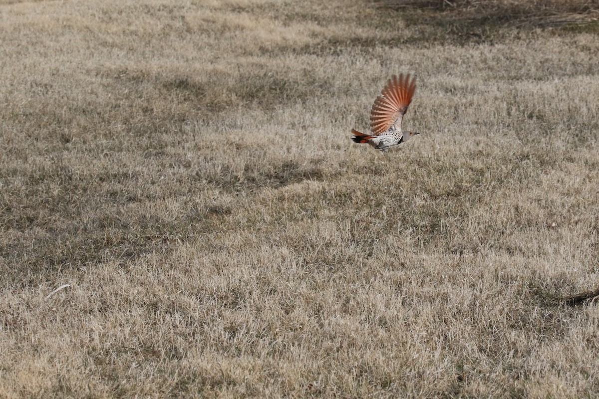 Northern Flicker (Red-shafted) - ML634138502