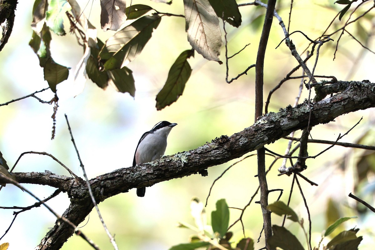 White-browed Shrike-Babbler - ML634138589