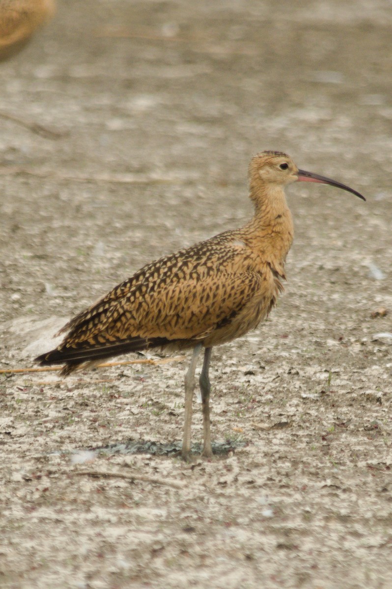 Long-billed Curlew - ML634138599