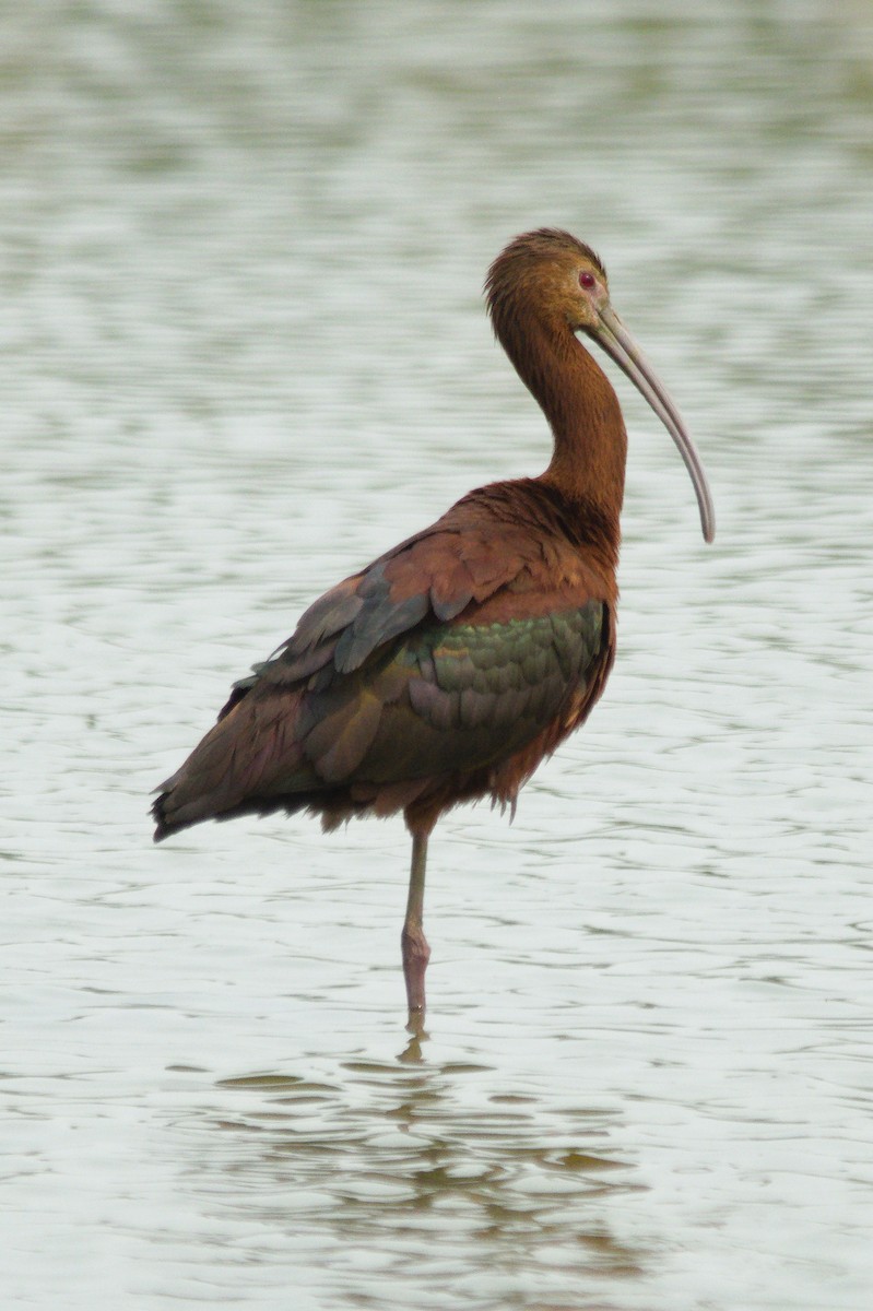White-faced Ibis - ML634138626