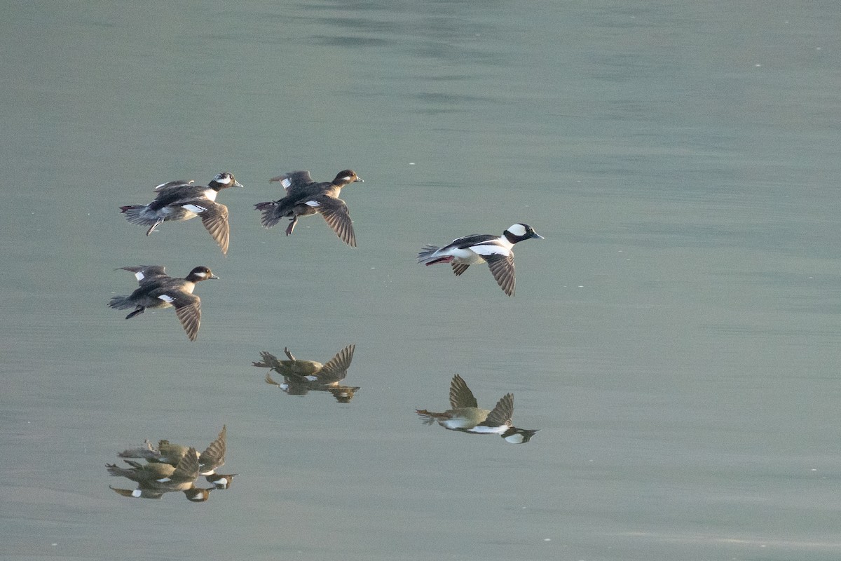 Bufflehead - ML634138674