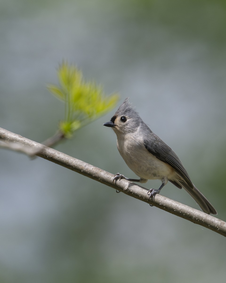 Mésange bicolore - ML634138749