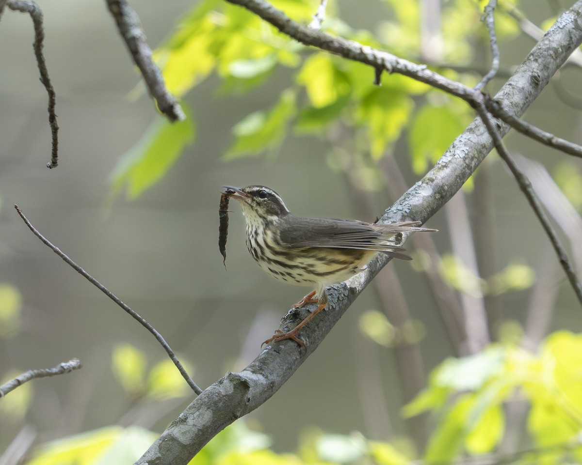 Paruline hochequeue - ML634138780