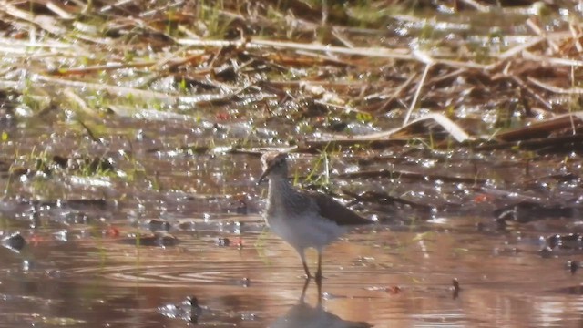 Solitary Sandpiper - ML634138810