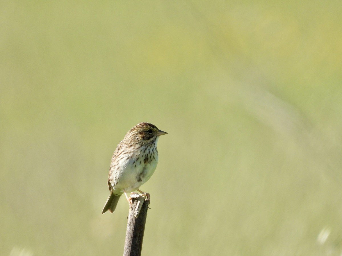 Savannah Sparrow - ML634138896
