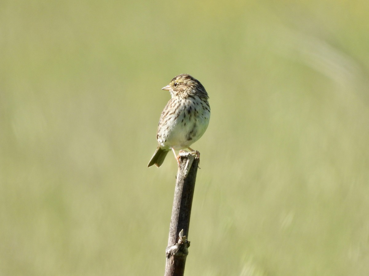 Savannah Sparrow - ML634138898