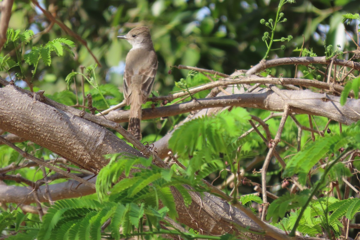 Ash-throated Flycatcher - ML634139122