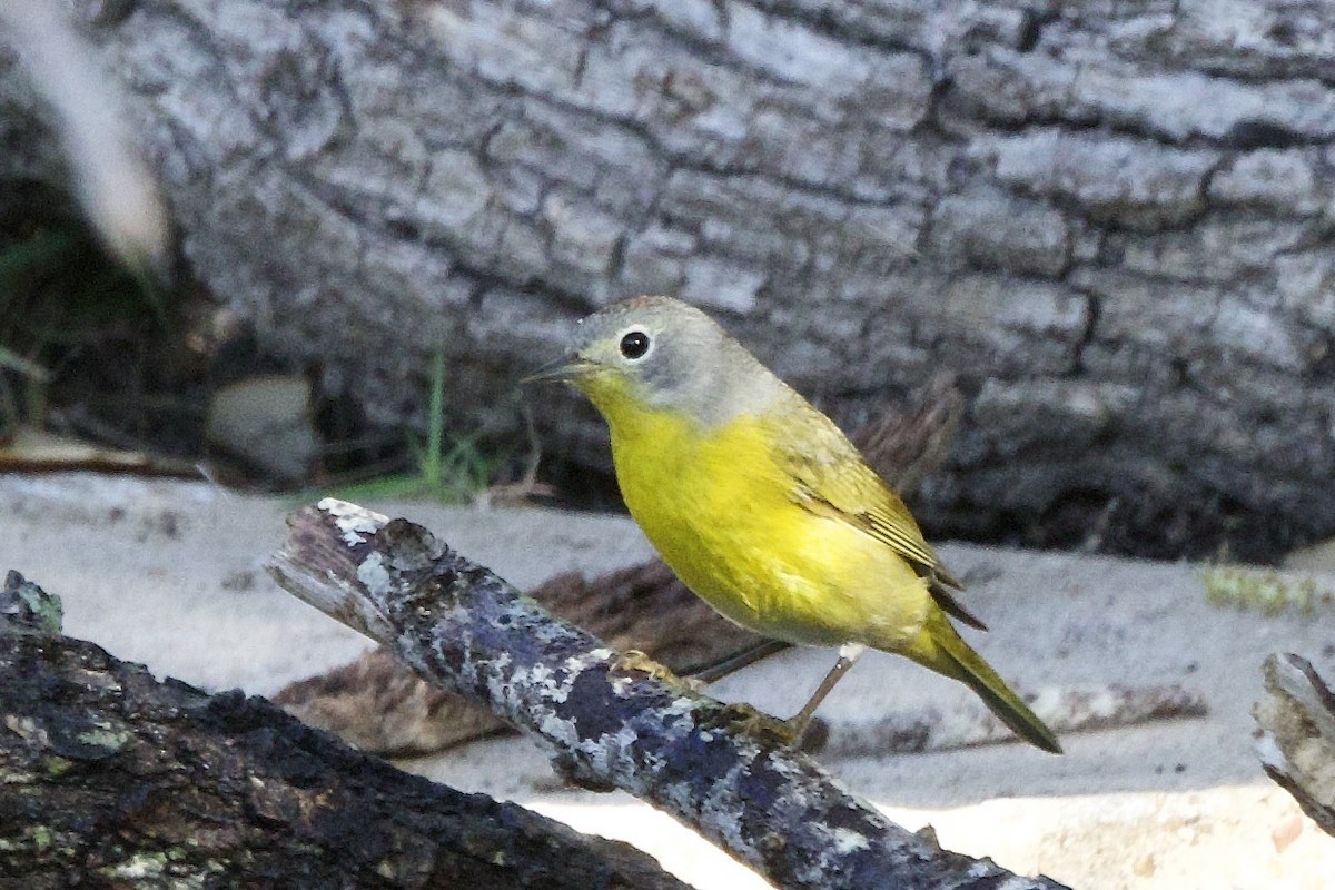 Nashville Warbler - Lee Burke