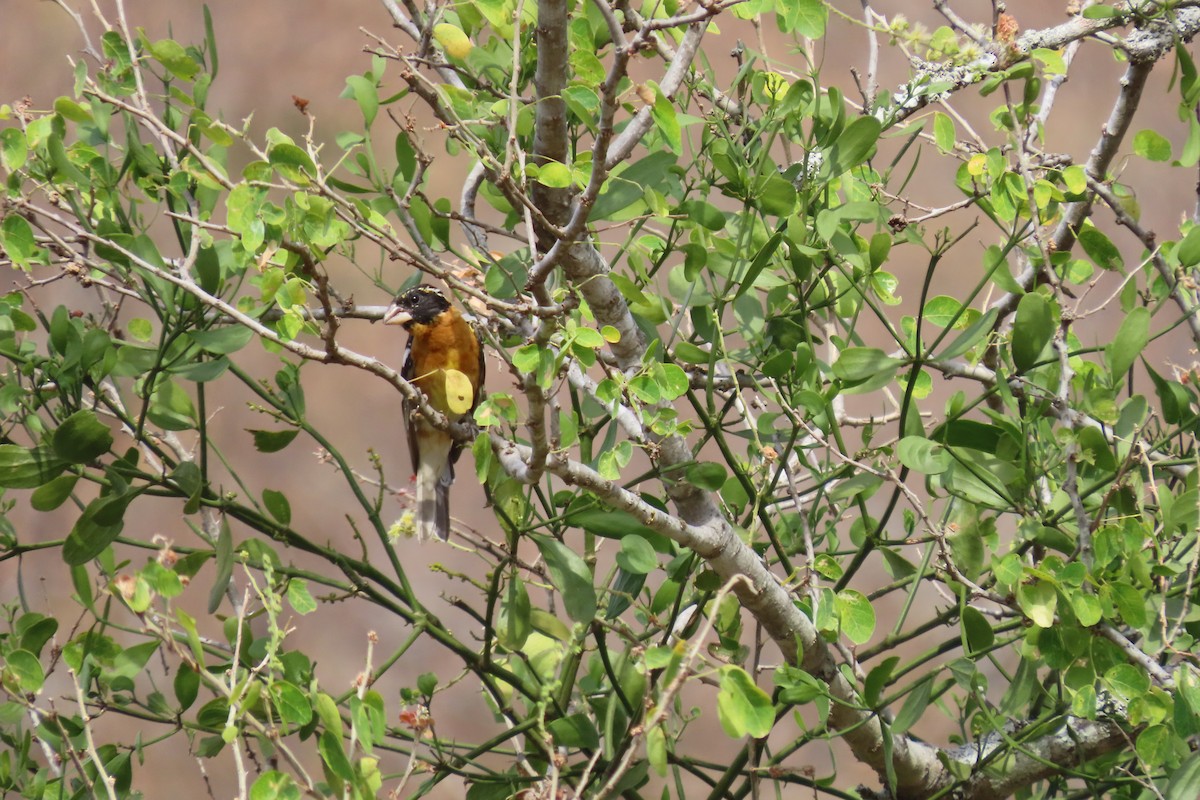 Black-headed Grosbeak - ML634139142