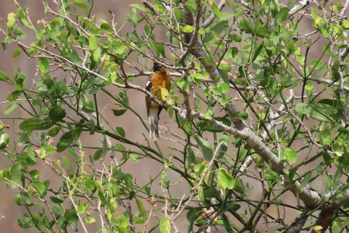 Black-headed Grosbeak - ML634139143