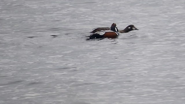 Harlequin Duck - ML634139152