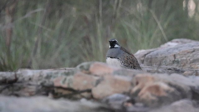 Spotted Quail-thrush - ML634139186
