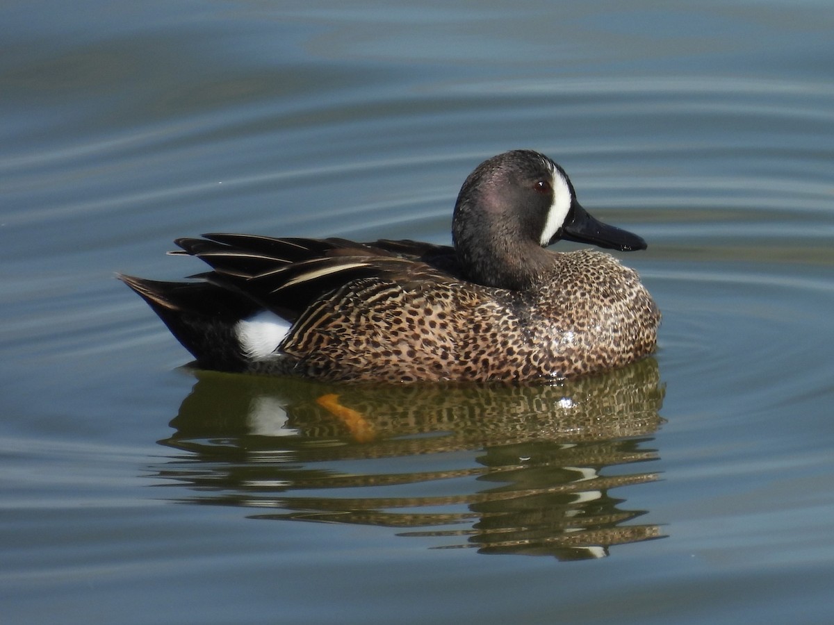 Blue-winged Teal - ML634139292