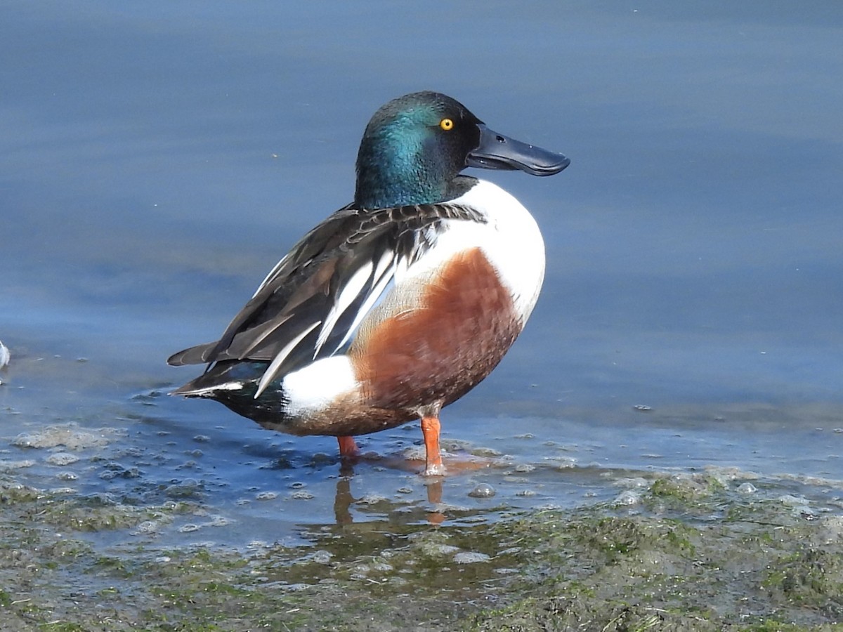 Northern Shoveler - ML634139315