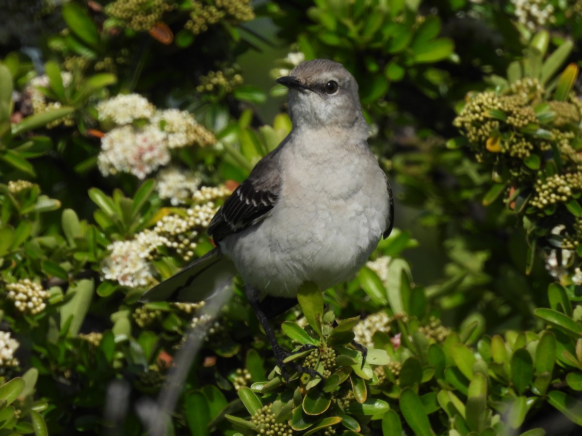 Northern Mockingbird - ML634139330