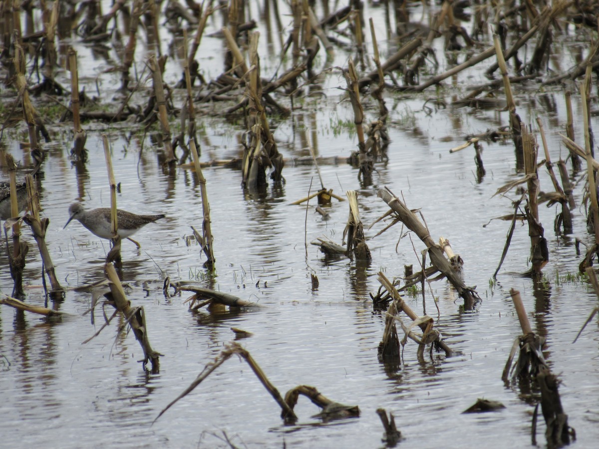 Lesser Yellowlegs - ML634139331