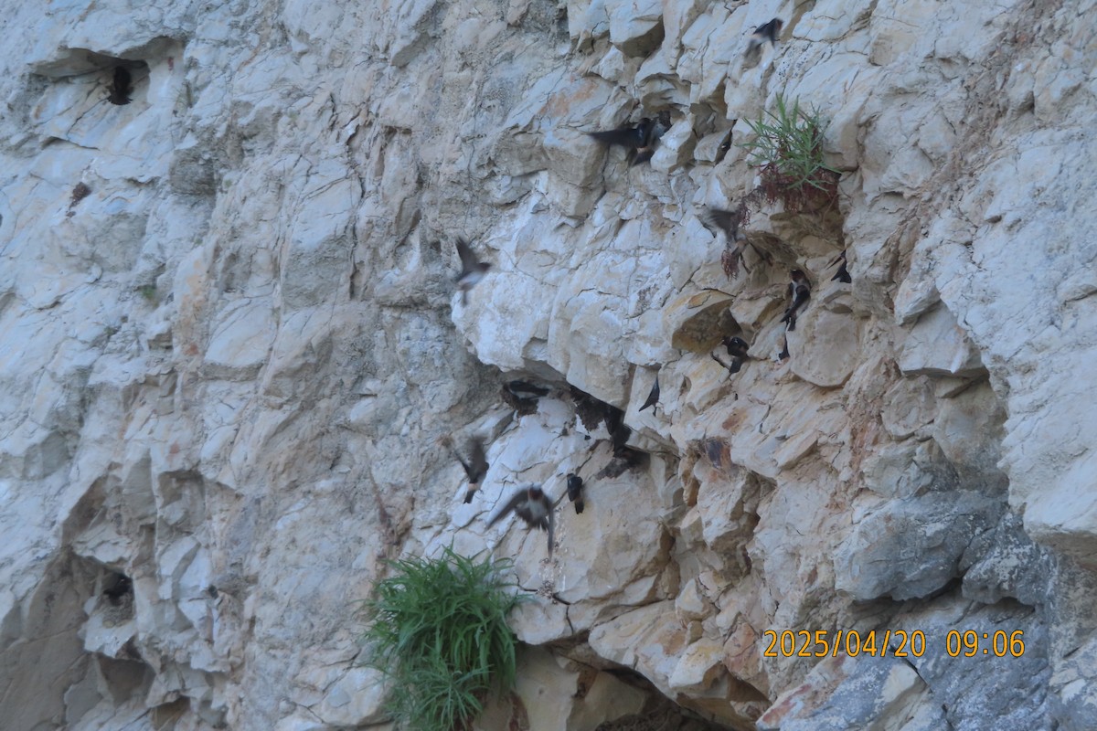 Cliff Swallow - ML634139430
