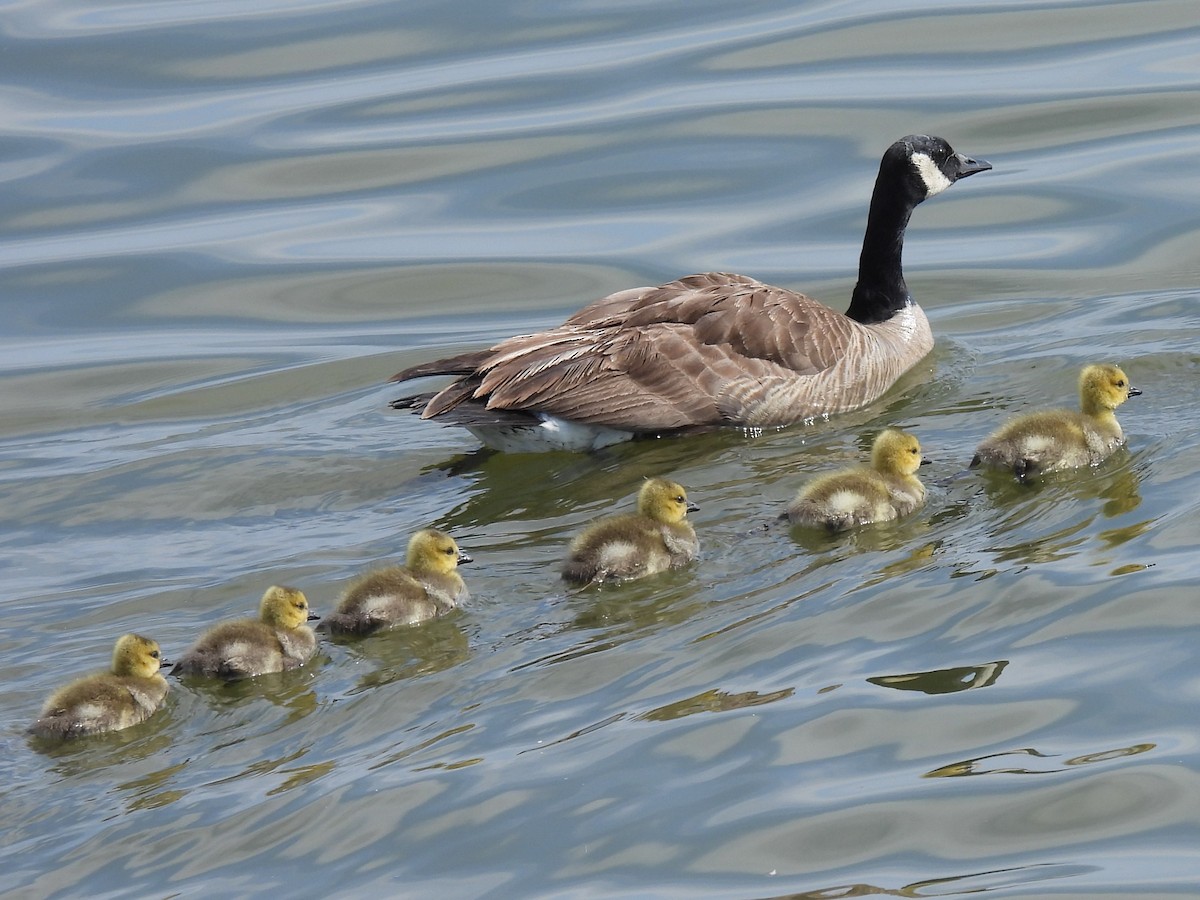 Canada Goose - ML634139432