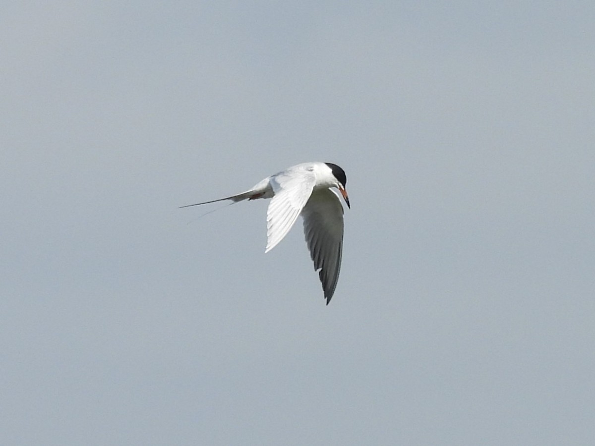 Forster's Tern - ML634139466