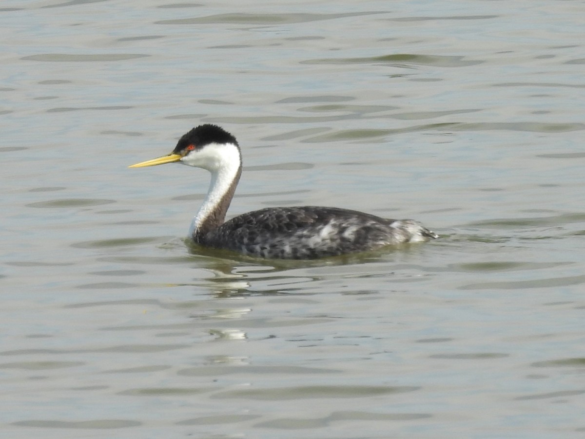 Western Grebe - ML634139497