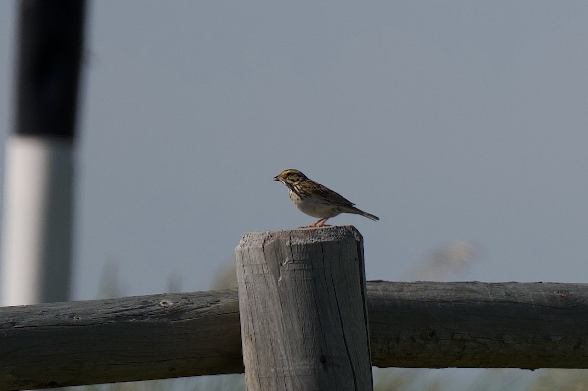 Savannah Sparrow - ML634139503
