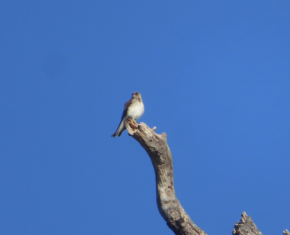 Northern Rough-winged Swallow - ML634139521