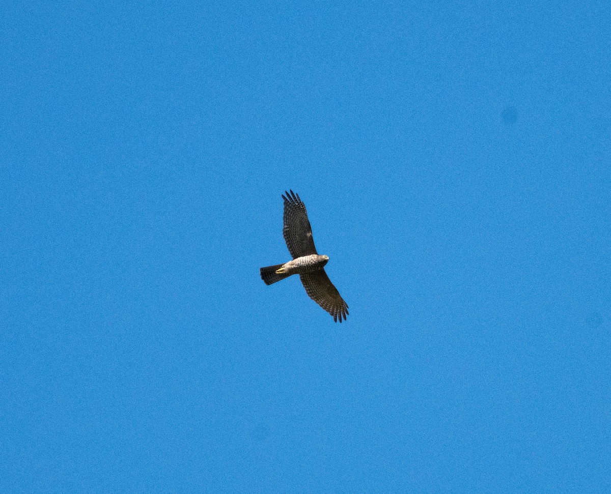 Brown Goshawk - ML634139597