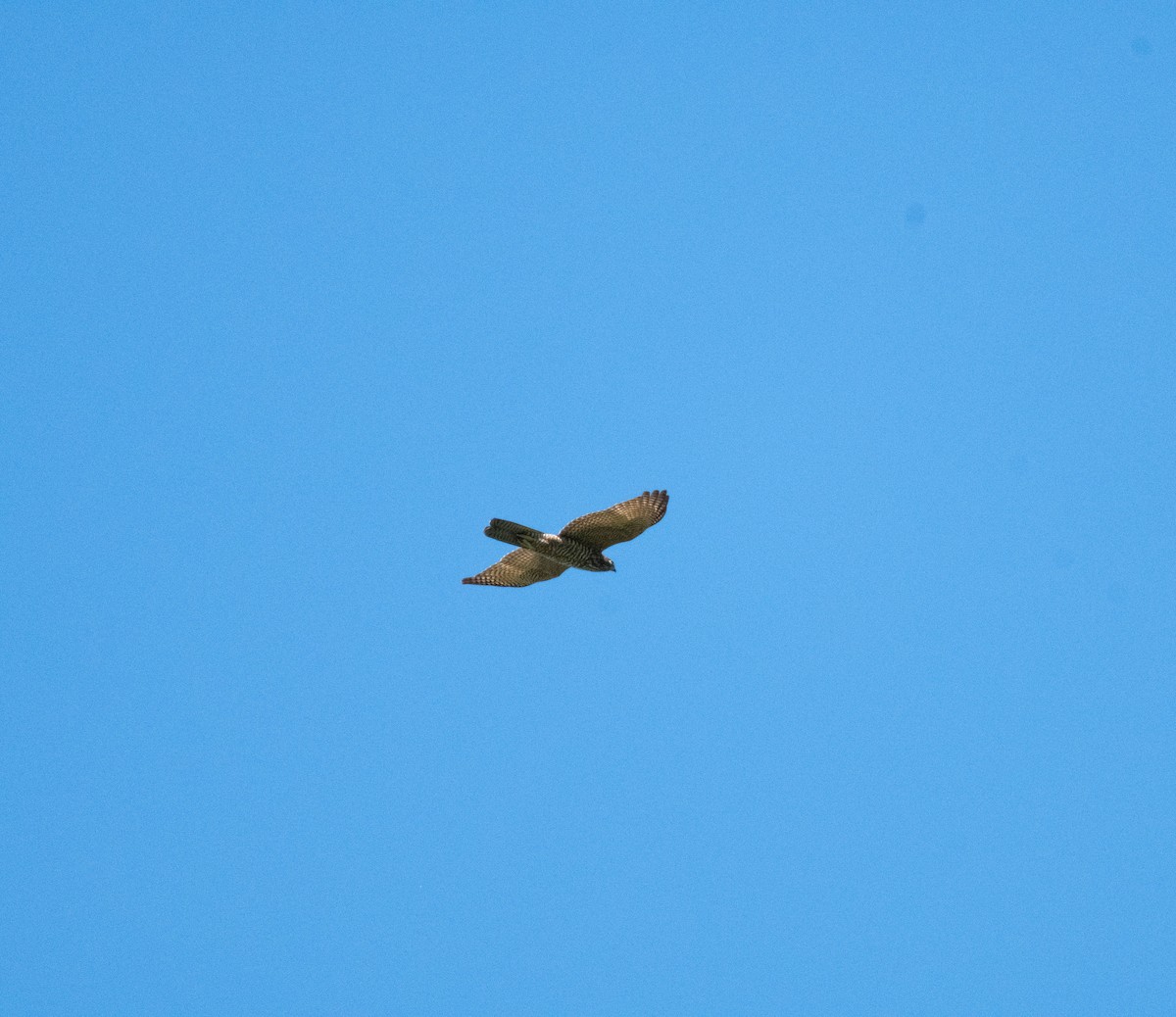 Brown Goshawk - ML634139598
