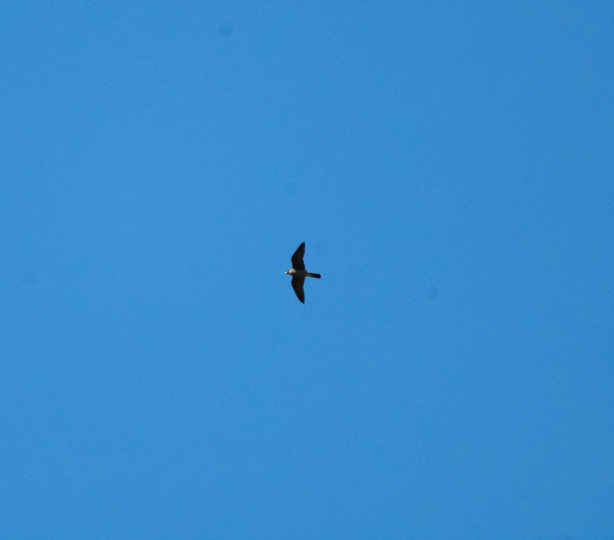 Peregrine Falcon - ML634139612