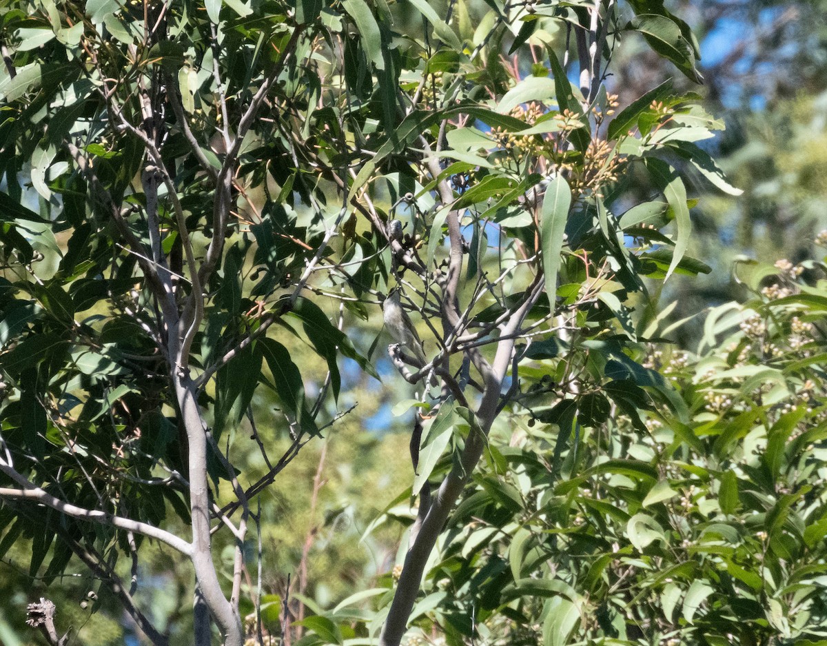 Yellow-faced Honeyeater - ML634139626