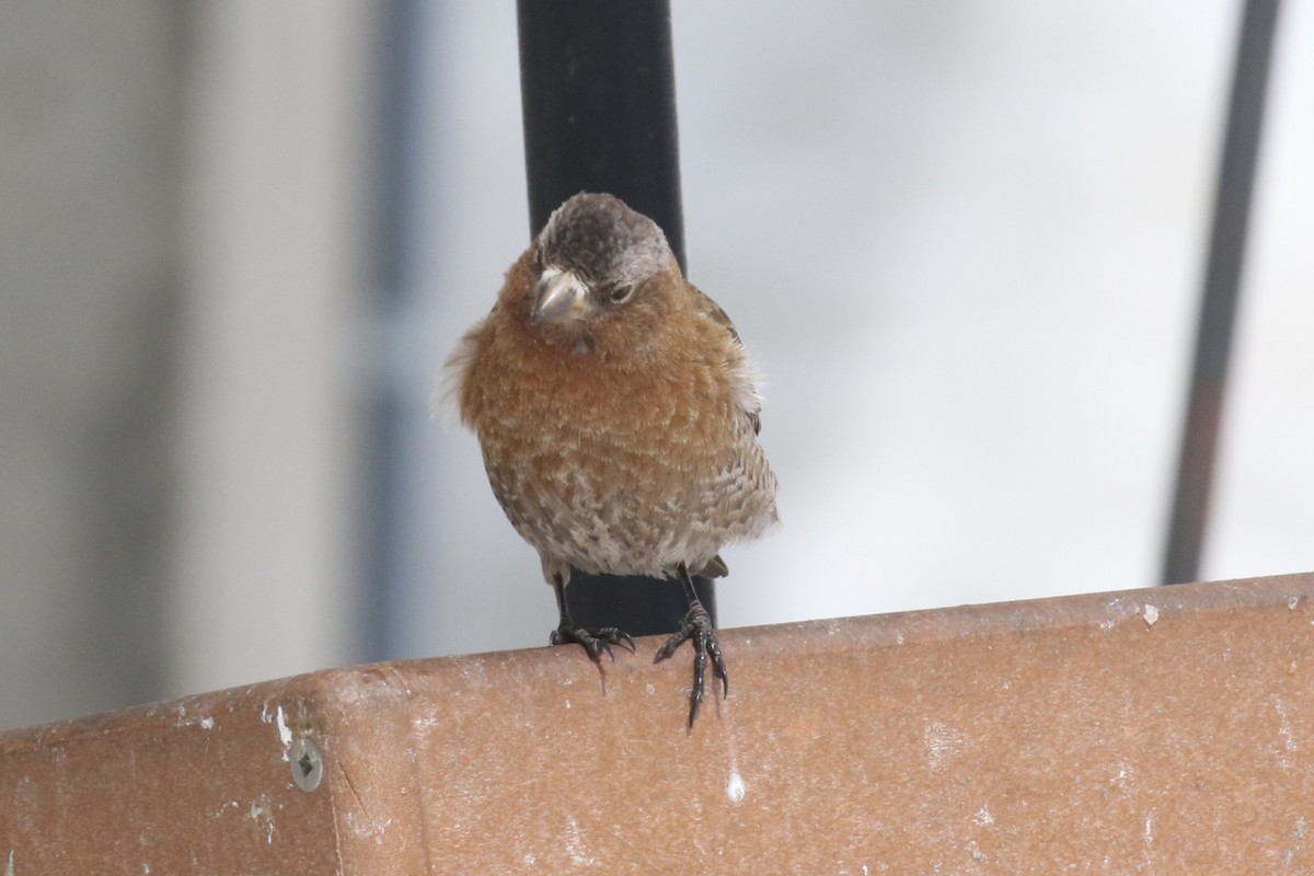 rosy-finch sp. - ML634139707