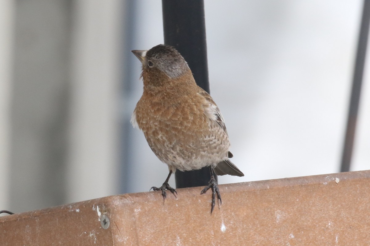 rosy-finch sp. - ML634139711