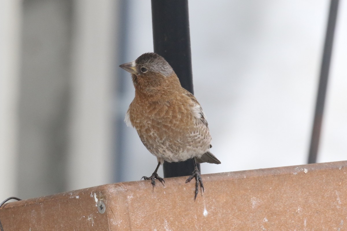 rosy-finch sp. - ML634139716