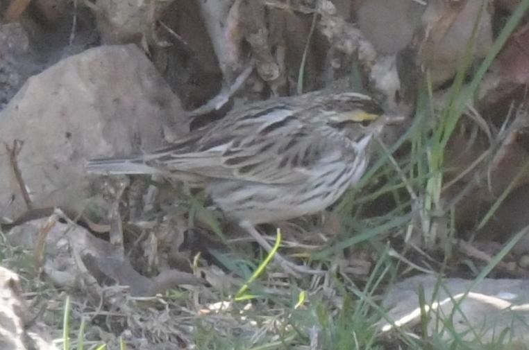 Savannah Sparrow - ML634139828
