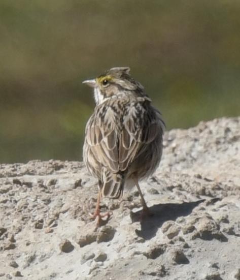 Savannah Sparrow - ML634139829