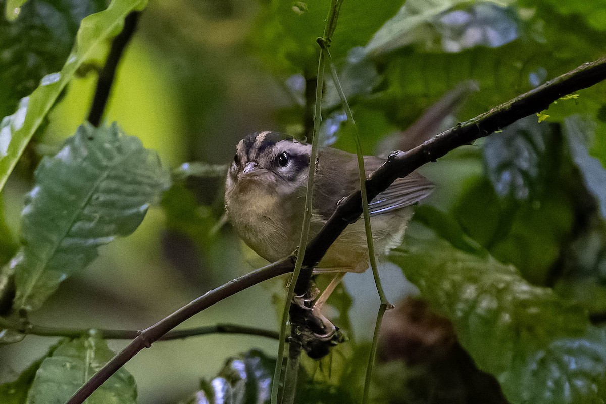 Costa Rican Warbler - ML634139843