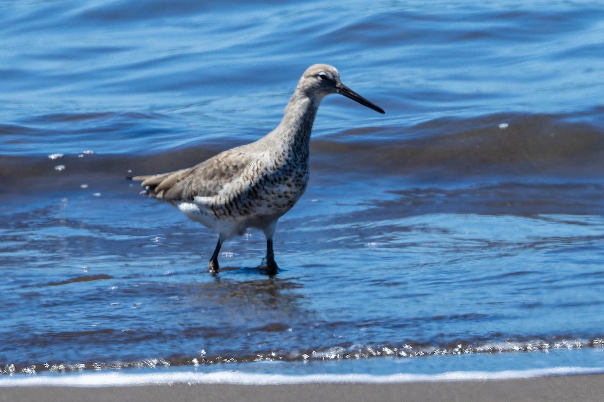 Willet - ML634140128