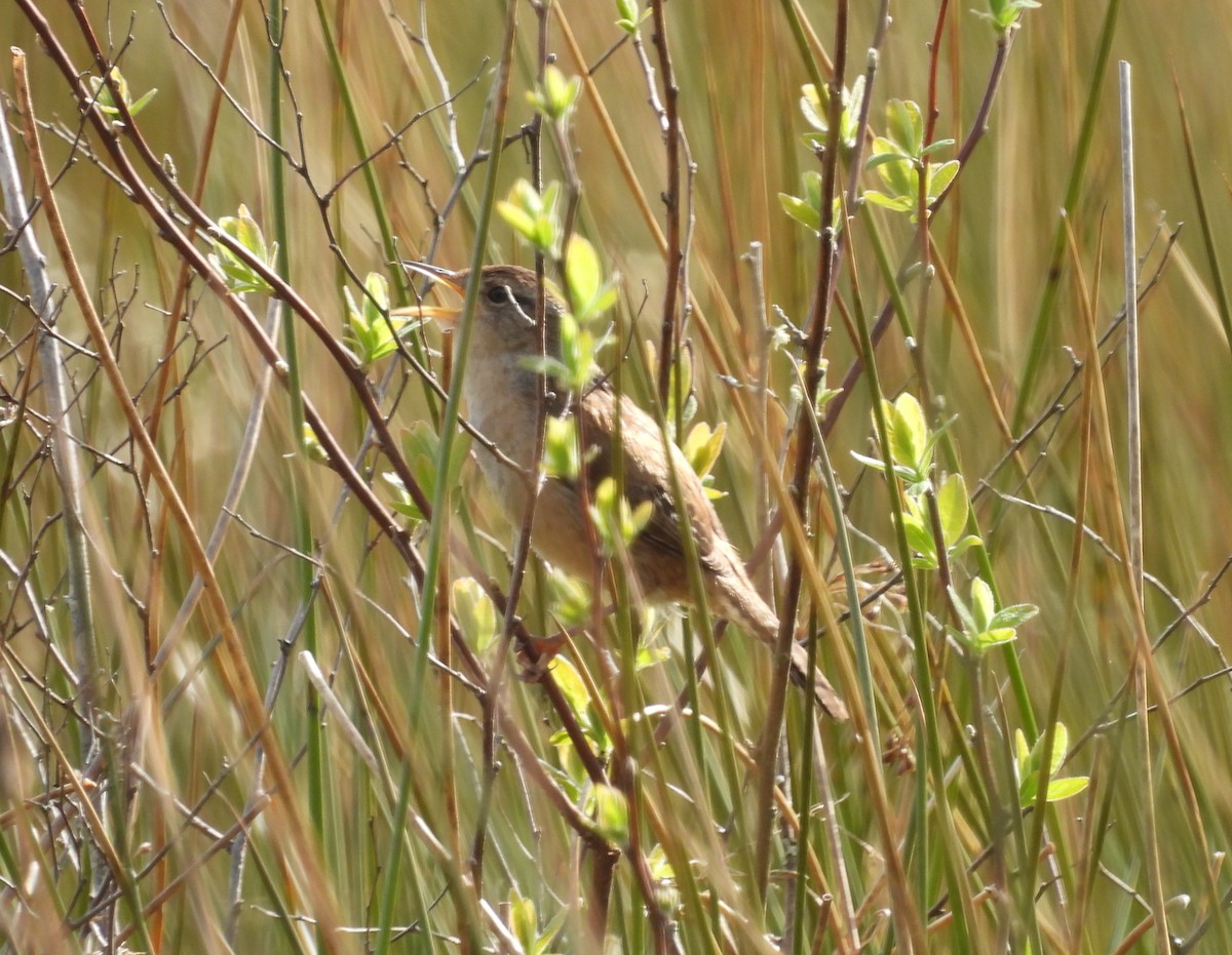 Marsh Wren - ML634140137