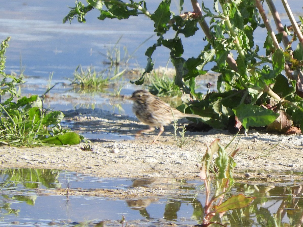 Savannah Sparrow - ML634140171