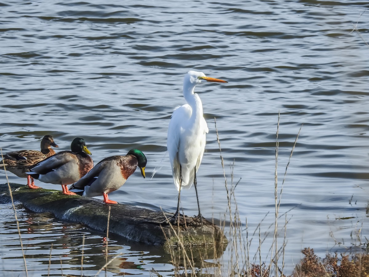 Great Egret - ML634140185
