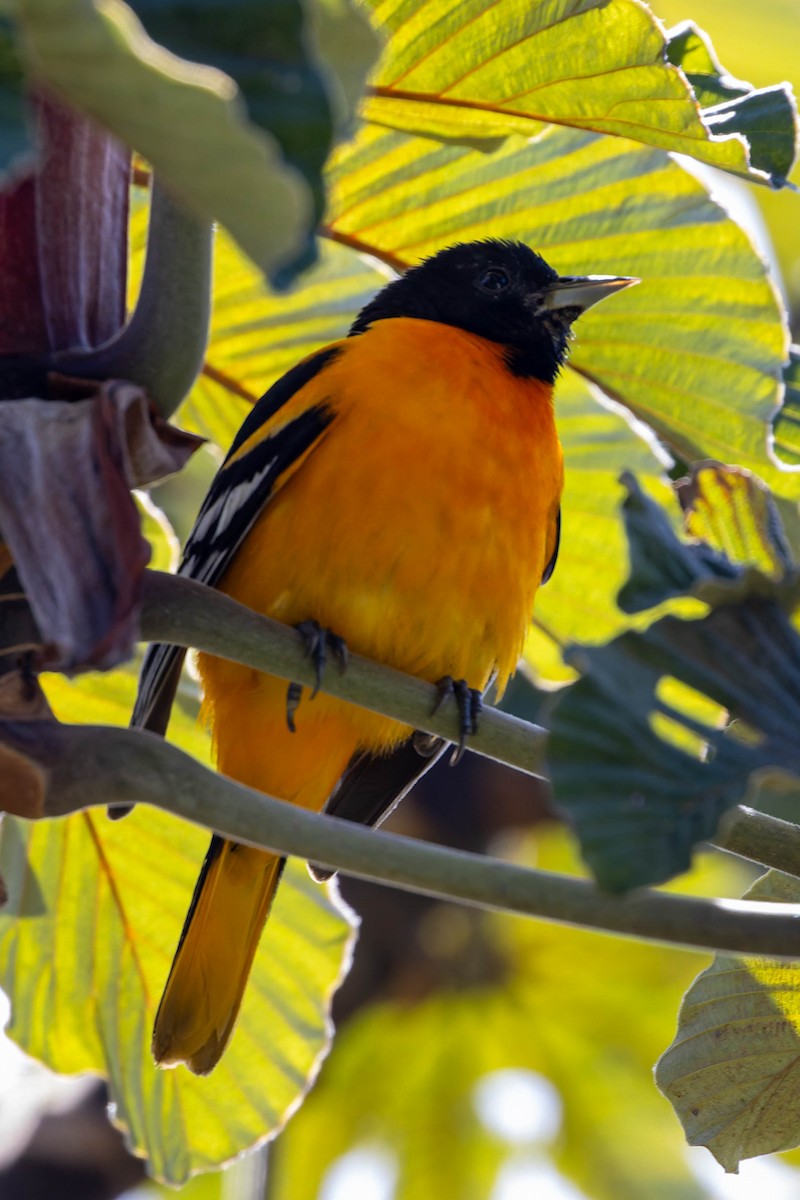 Baltimore Oriole - ML634140247