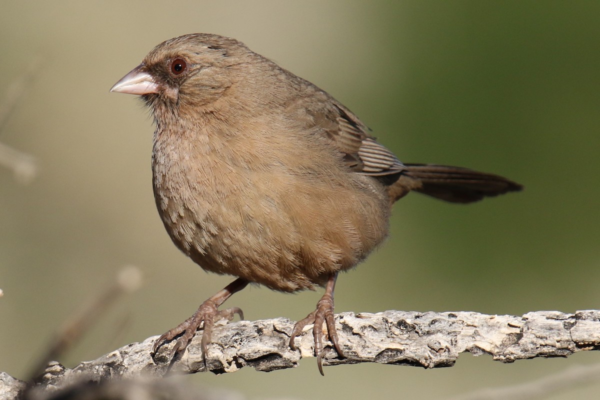 Abert's Towhee - Louis Hoeniger
