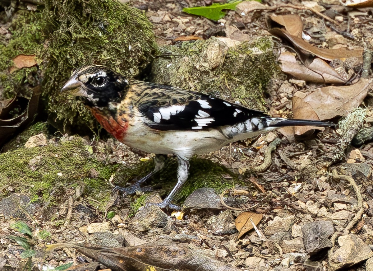 Rose-breasted Grosbeak - ML634140568