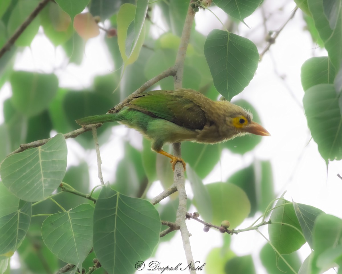 Brown-headed Barbet - ML634140573
