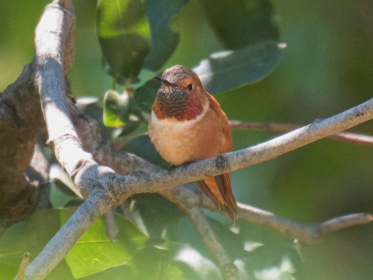 Rufous Hummingbird - ML634140606