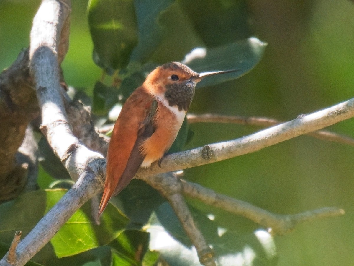 Rufous Hummingbird - ML634140611