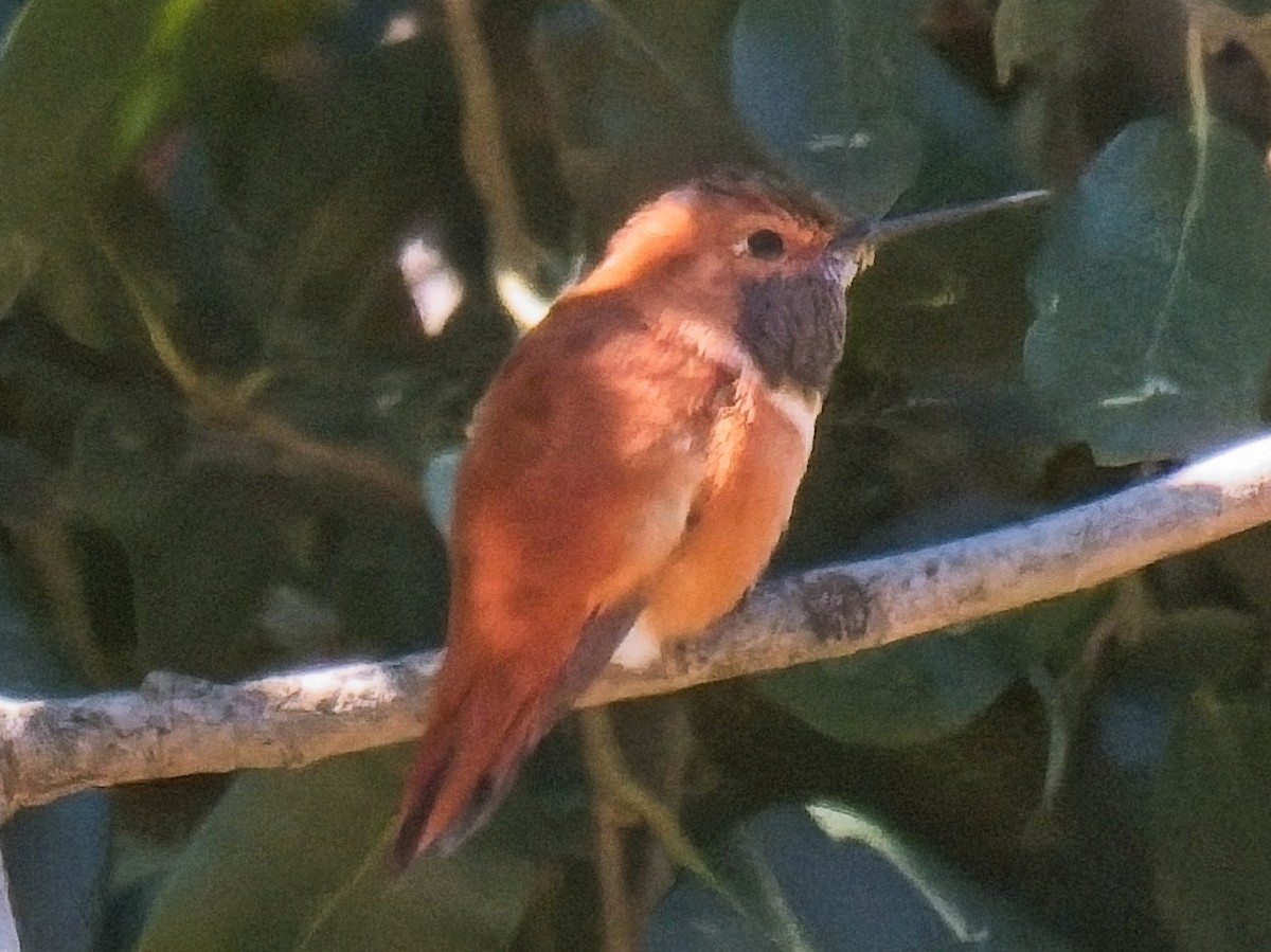 Rufous Hummingbird - ML634140613