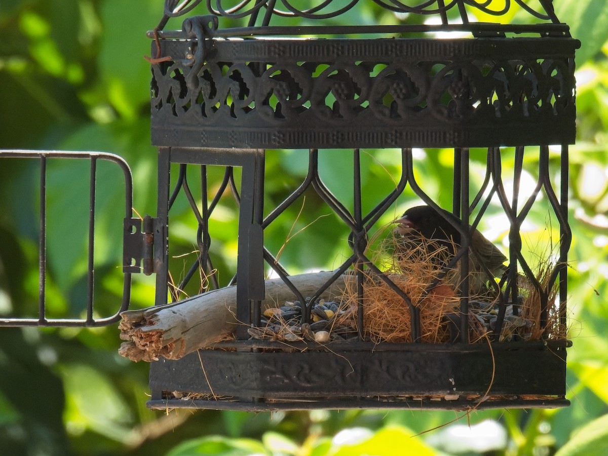 Dark-eyed Junco (Oregon) - ML634140618